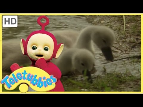 Teletubbies Full Episodes - Cygnets | Teletubbies English Episodes