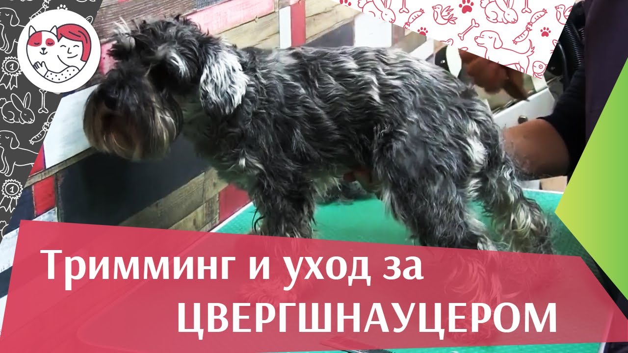 Тримминг и уход за цвергшнауцером на ilikepet