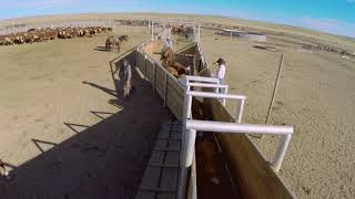 Shipping Cattle on Babbitt Ranches