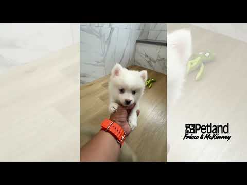 Pomsky 2nd Gen - 40289 video preview