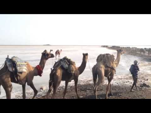 Camel Caravan