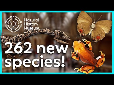 What new species were discovered in 2025? | Natural History Museum