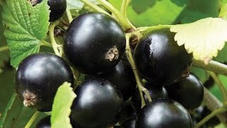 Посадка весной смородины в открытый грунт саженцами
