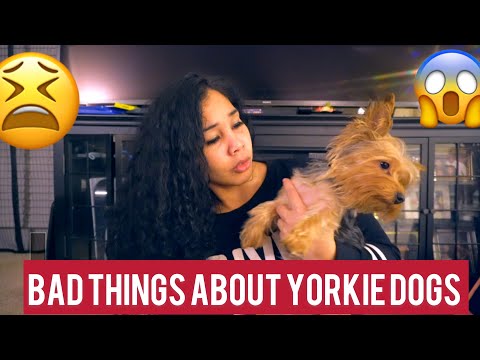 2nd YouTube video about are yorkies hard to train
