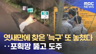 엿새만에 찾은 '늑구' 또 놓쳤다‥포획망 뚫고 도주 (2026.04.14/뉴스외전/MBC)