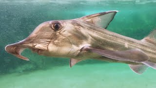 Chimaera: World’s Weirdest Fish