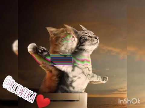 Cats version of "Gorom lage amar dupure" 😉 | Takla song 😉 |