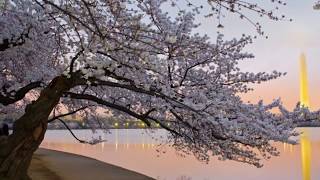 Cherry Blossom Produced By Jerry Harris