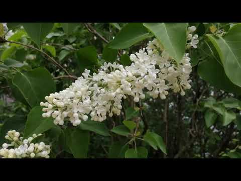 Прогулки по Всеволожску. Бернгардовка весной. Всё зацвело и запахло. 2019 год.