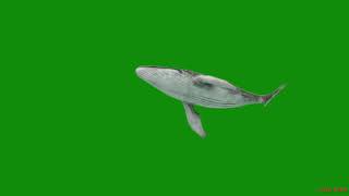 Download lagu Whale swimming in green screen mp3