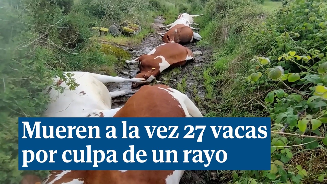 Mueren 27 vacas a la vez en Pontevedra por culpa de un rayo