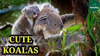 Download lagu KOALA - A Cute Koala Videos And Funny Koala Bear Compilation | Cutest Koala Compilation | AnimalHog mp3 Download lagu KOALA - A Cute Koala Videos And Funny Koala Bear Compilation | Cutest Koala Compilation | AnimalHog mp3
