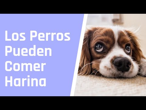 ¿Pueden los perros comer harina? 🟢🟢