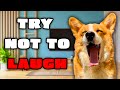 Best Talking Dog Videos August 2023