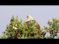 Bald Eagle Yawning