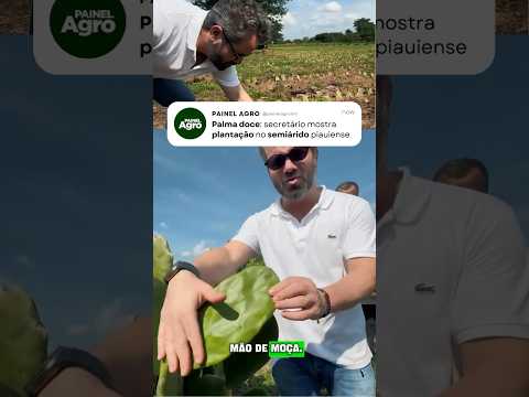 Maior plantação de palma no Piauí fica em Jerumenha #palma #shorts #agro #piaui
