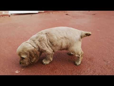 Cocker spaniel hembra 08-12-2019