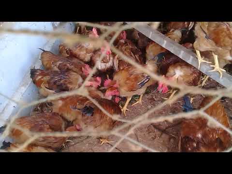 CRIAÇÃO DE FRANGOS CAIPIRÃO - FANTÁSTICO