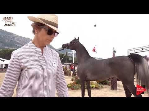 N.14 SIWAR AL SHAQAB - Menton 2019