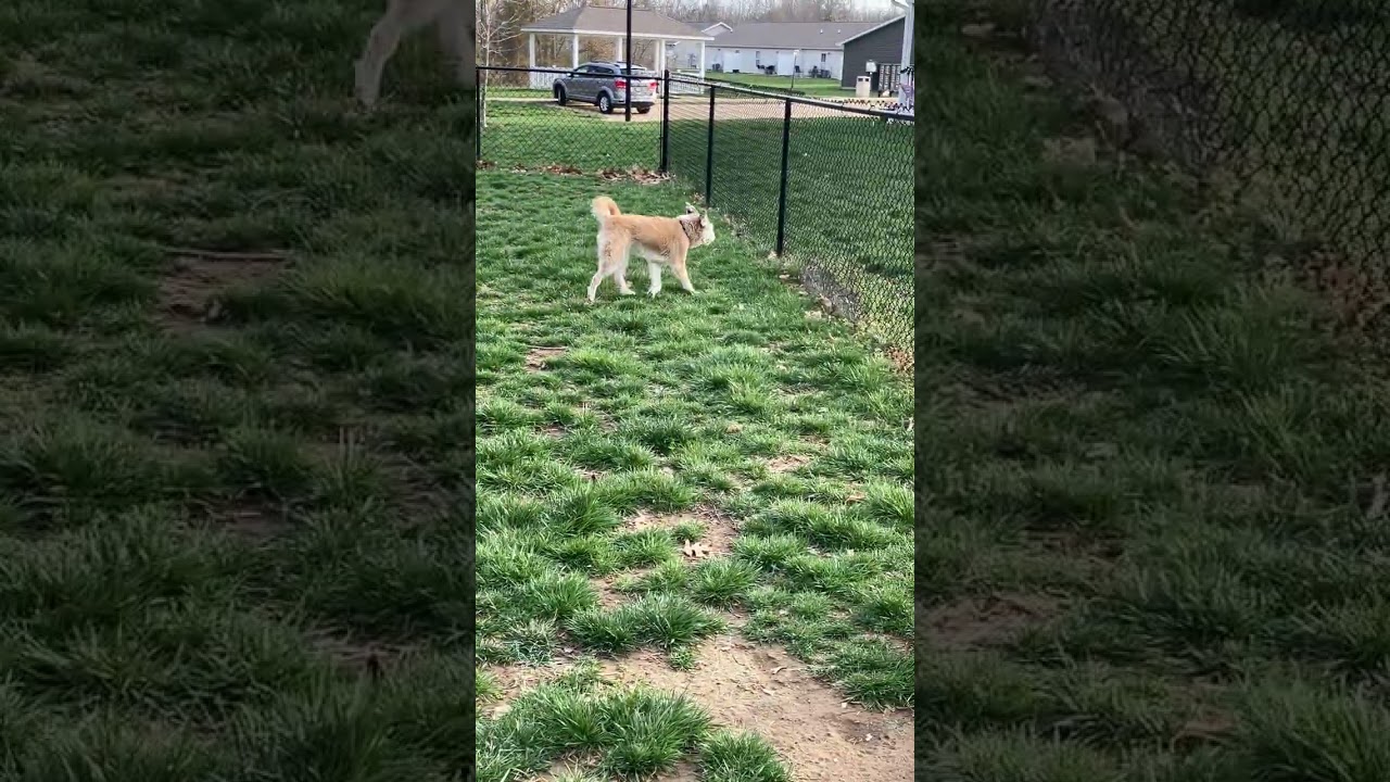 Enlarge Odie (Bonded Pair), a ADOPTABLE Shih Tzu in St. Louis, MO video 3/5