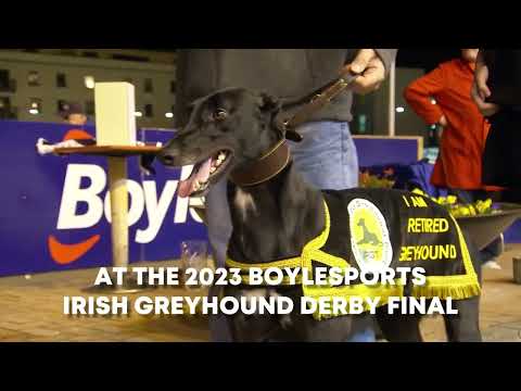 2023 BoyleSports Irish Greyhound Derby Final this Saturday 2nd September