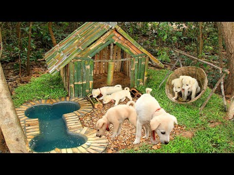 Build Mini Swimming Pool For Dogs And Build Bamboo Dogs House