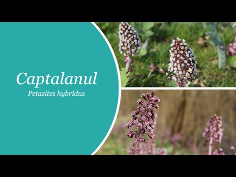 Captalanul - Petasites hybridus