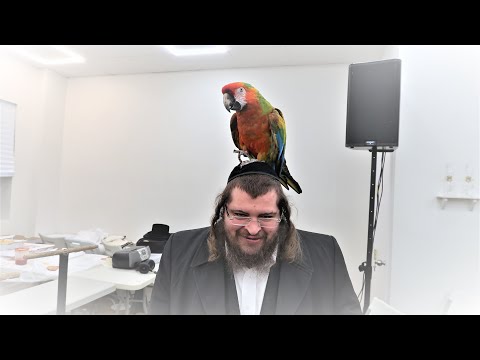 הערליכע פארשטעלונג דורך די פאפיגייער רבי שליט"א לכבוד חודש אדר