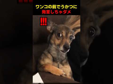 ワンコの前でうかつに発言しちゃダメ