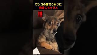ワンコの前でうかつに発言しちゃダメ
