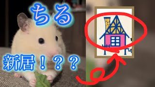 ちるの新居！？ちるちるランドへようこそ！　【キンクマ】