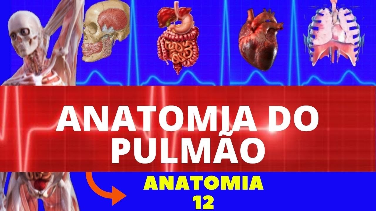 ANATOMIA DO PULMÃO (ANATOMIA HUMANA) - SISTEMA RESPIRATÓRIO