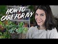 How To Look After Your Houseplant Ivy (Including Propagating And Repotting)