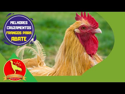 CROSS-BREEDING for BROILER CHICKEN. Check out the BEST BREEDS.