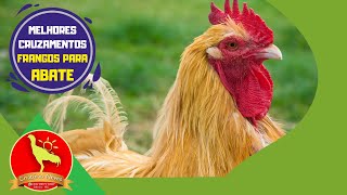 CRUZAMENTO para FRANGO DE CORTE. Confira quais as MELHORES RAÇAS.