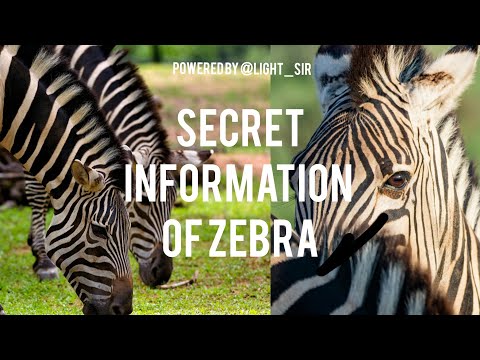 Shani the Zebra's incredible escape from ferocious crocodiles #viralvideo