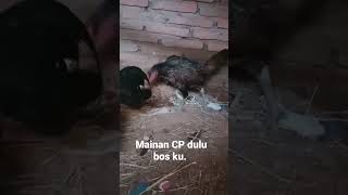 Download lagu Magon CP mp3 Download lagu Magon CP mp3