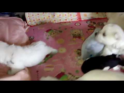 Cachorros West Highland White Terrier (Westy - Westie) - 17/04/18 - 3