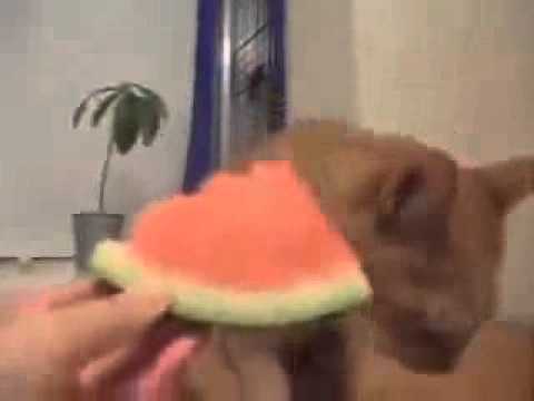 abdelilah turrialba costa rica y la gata que le gusta la sandia