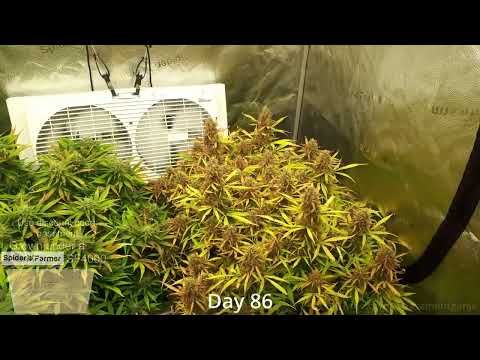 Timelapse   Seed to Harvest 154g Dry  Skunk Autoflower  Spiderfarmer SF4000 kit