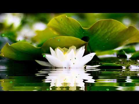 2 HOURS of BEST Buddha Meditation Song ♥ Buddhism Music, Buddhist Songs, Zen Music, Yoga