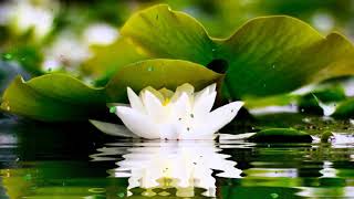 Download lagu 2 HOURS of BEST Buddha Meditation Song ♥ Buddhism Music, Buddhist Songs, Zen Music, Yoga mp3 Download lagu 2 HOURS of BEST Buddha Meditation Song ♥ Buddhism Music, Buddhist Songs, Zen Music, Yoga mp3