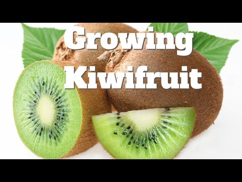 download lagu mp3 mp4 Kiwifruit Season Australia, download lagu Kiwifruit Season Australia gratis, unduh video klip Kiwifruit Season Australia