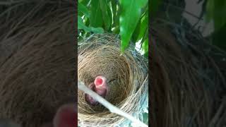 Download lagu Anak burung ketawa ngakak mp3 Download lagu Anak burung ketawa ngakak mp3