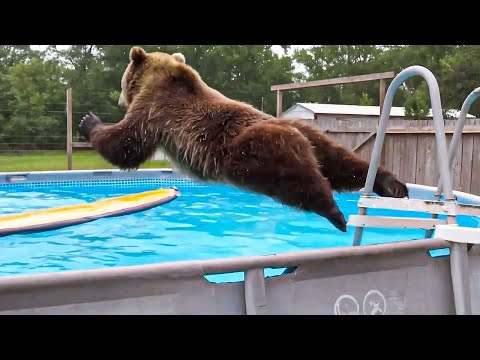 Les ours sont ridicules et font rire les vidéos d'animaux les plus drôles