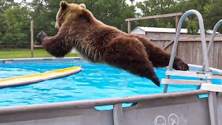 Les ours sont ridicules et font rire les vidéos d'animaux les plus drôles