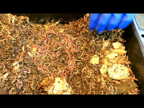 Steps taken in newest ENC worm bins to harmonize environments - vermicompost