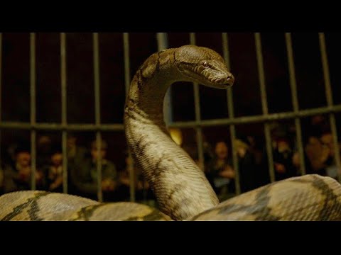 Nagini Scene - Fantastic Beasts and Crimes of Grindelwald(2018) || Movie Scene HD