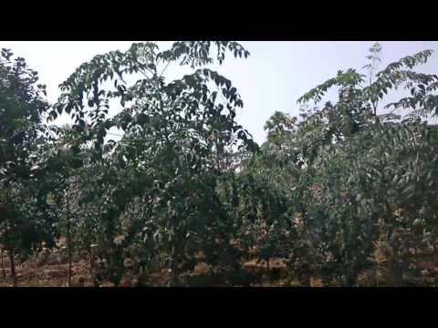 Sai Teja estate khammam  , Wentur at Jellacheruvu , Highway facing..