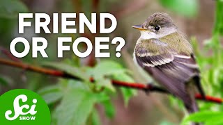 6 Surprisingly Helpful Invasive Species